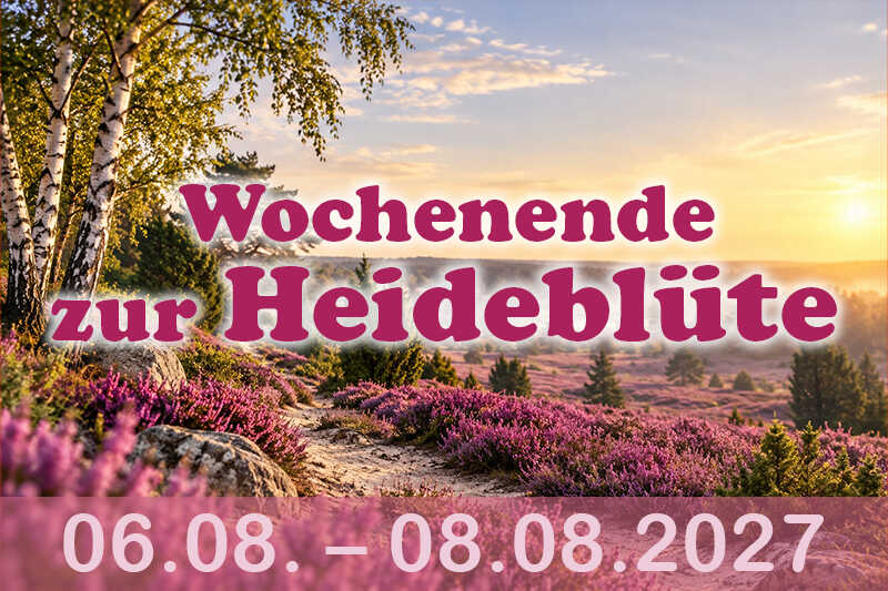 Eine blühende Heidelandschaft mit violetter Heide, Birken und warmem Sonnenlicht vermittelt eine ruhige, sommerliche Naturstimmung.

