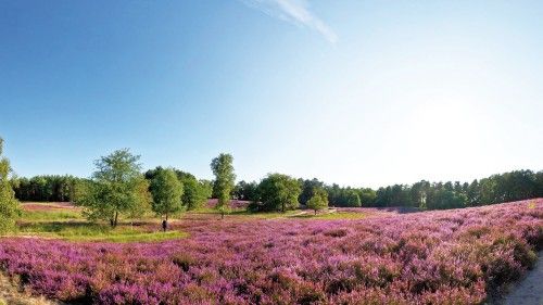 Blühende Heidelandschaft mit lila Blumen und vereinzelten grünen Bäumen unter klarem Himmel.